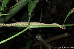 Pareas carinatus