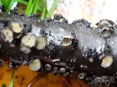 Godronia ribis