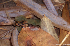 Homalopsis mereljcoxi