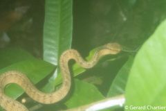Pareas carinatus