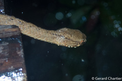 Pareas carinatus