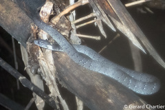 Pareas margaritophorus