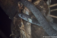 Pareas margaritophorus