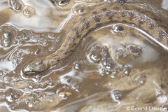 Cerberus schneiderii