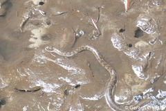 Cerberus schneiderii