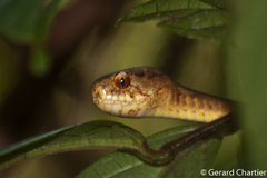 Pareas carinatus