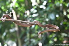 Pareas carinatus
