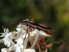 Rhinotia suturalis