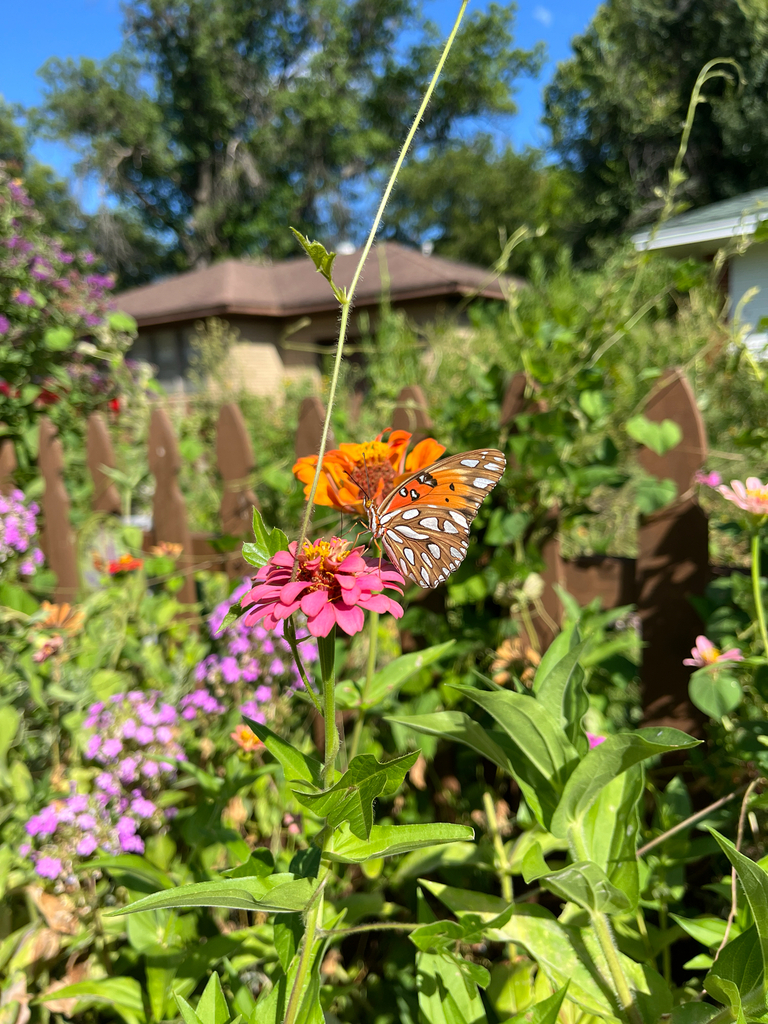 Gulf Fritillary from Sunset Dr, Norman, OK, US on July 28, 2025 at 05: ...