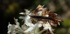 Rhinotia suturalis