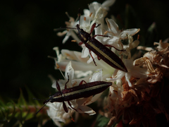 Rhinotia suturalis