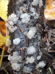 Exidia thuretiana