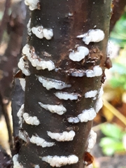 Exidia thuretiana