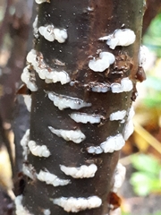Exidia thuretiana