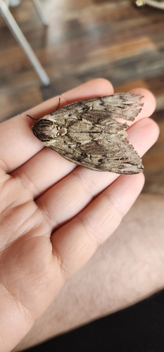 Catalpa sphinx
