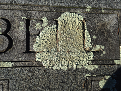 Xanthoparmelia plittii