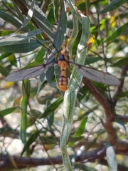 Leptotarsus clavatus