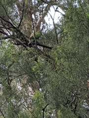 Polytelis swainsonii