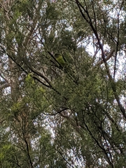 Polytelis swainsonii