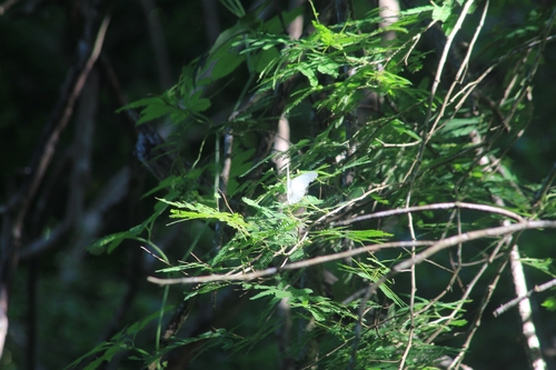 Florida White