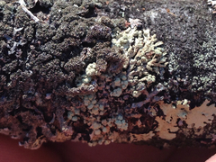 Parmeliopsis capitata