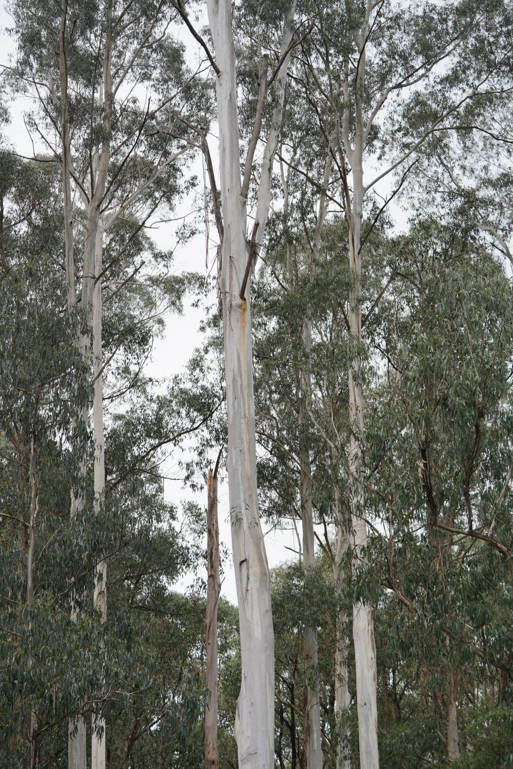 Eucalyptus Viminalis Alv Pflanze Plant Manna Gum White aus Korbgeflecht 