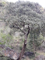 Ehretia latifolia