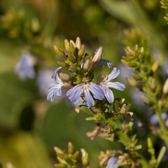 Scaevola crassifolia