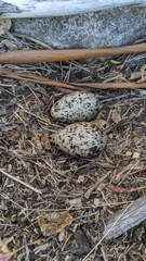 Haematopus fuliginosus