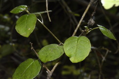Fuchsia perscandens