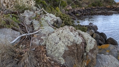 Haematopus fuliginosus