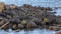 Haematopus fuliginosus