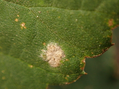 Podosphaera macularis