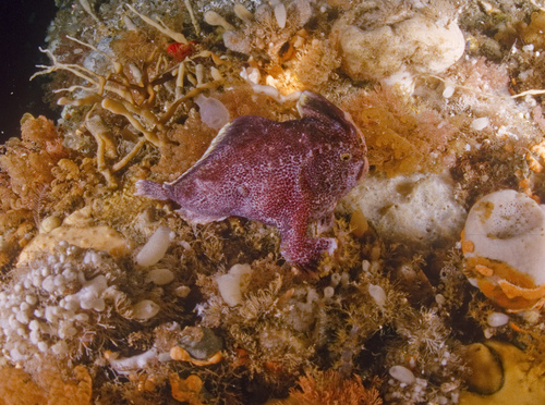 Brachiopsilus ziebelli