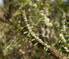 Pimelea axiflora