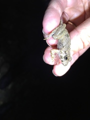 Limnonectes leporinus