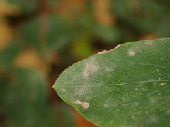 Erysiphe symphoricarpi