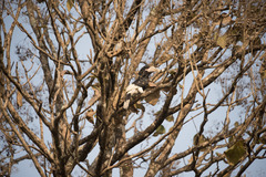 Bycanistes subcylindricus