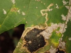 Stigmella aceris