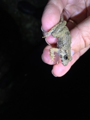 Limnonectes leporinus