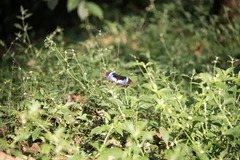 Hypolimnas salmacis magnifica