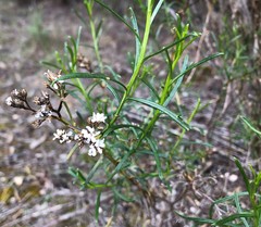 Ixodia achillaeoides