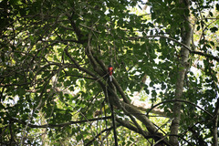 Apaloderma narina