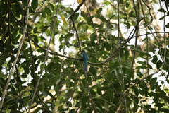 Apaloderma narina