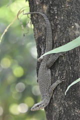Varanus bengalensis