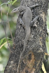 Varanus bengalensis