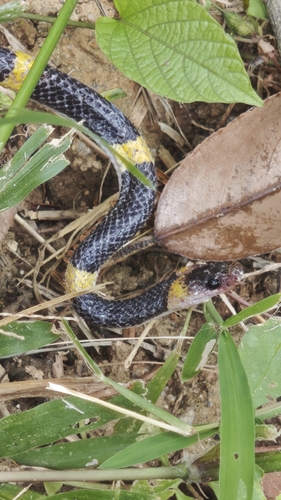 Laotian Wolf Snake
