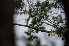 Bycanistes subcylindricus