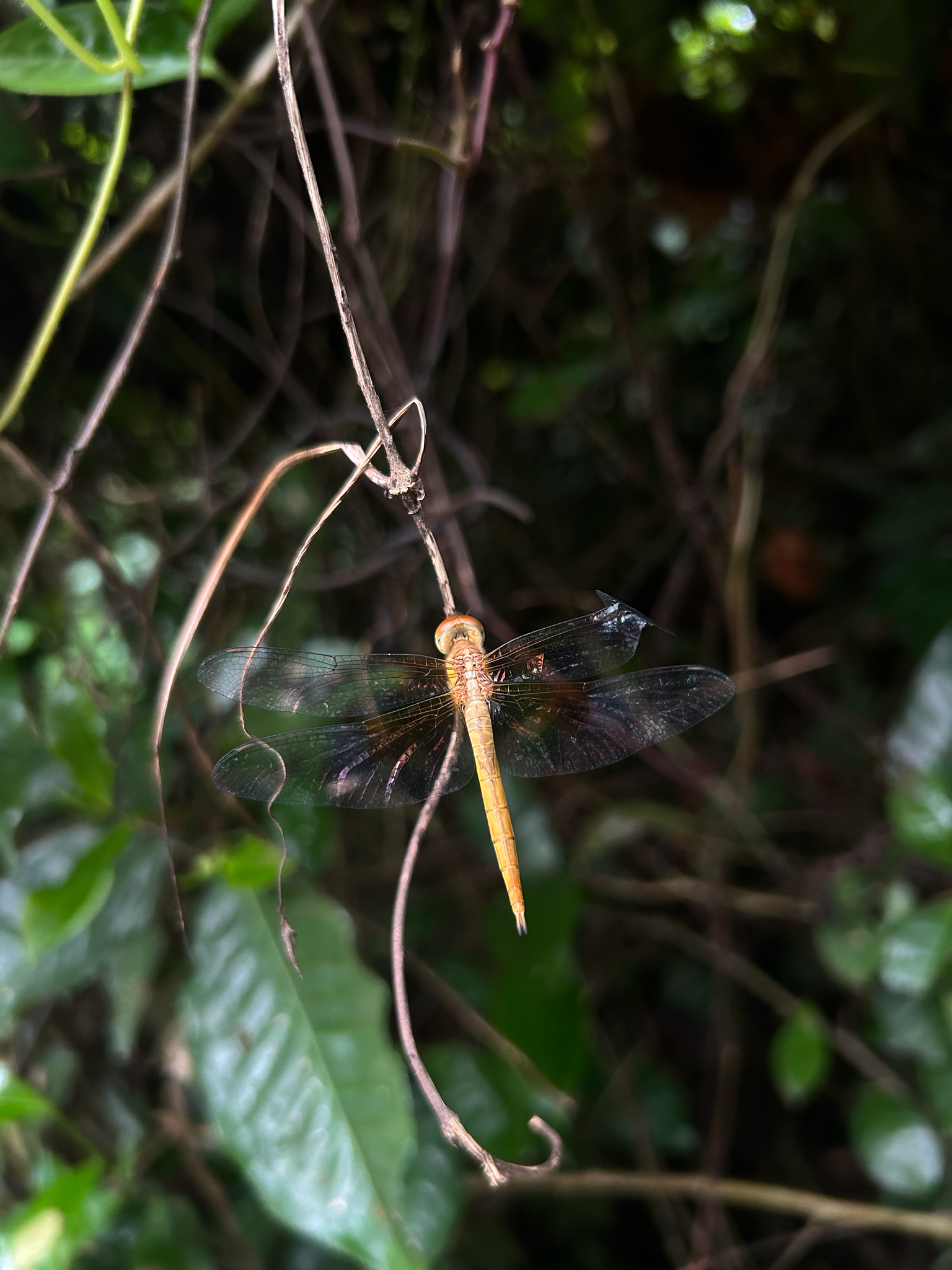 Coral-Tailed Cloudwing