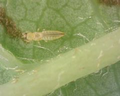 Scirtothrips dorsalis